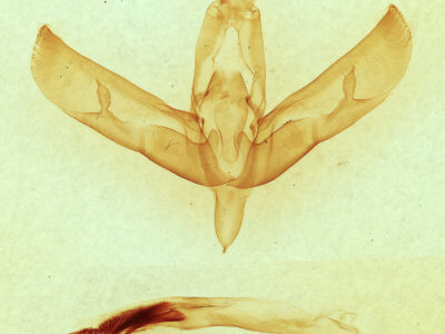 genitalia view of adult Sympistis forbesi