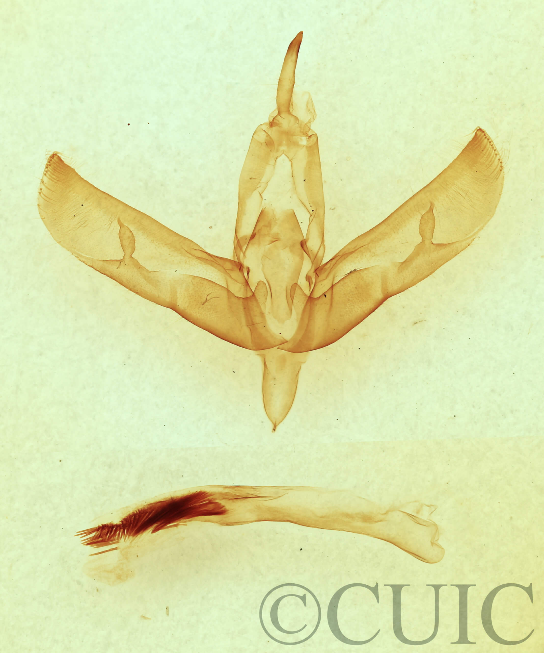 genitalia view of adult Sympistis forbesi