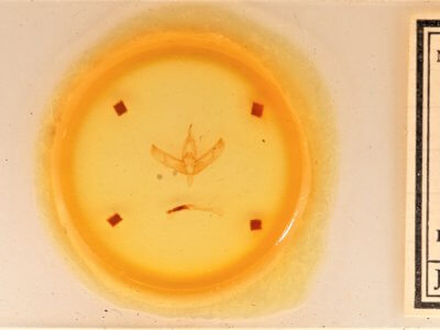 slide view of adult Sympistis forbesi