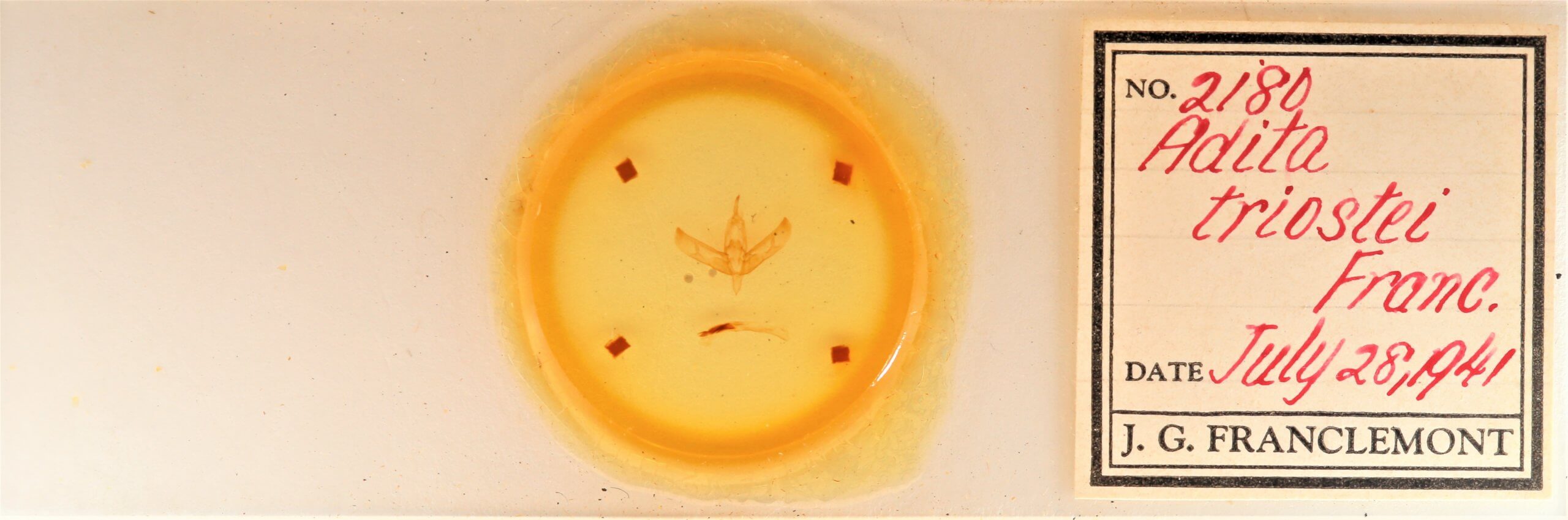 slide view of adult Sympistis forbesi