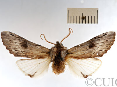 dorsal view of adult Ianassa perangulata