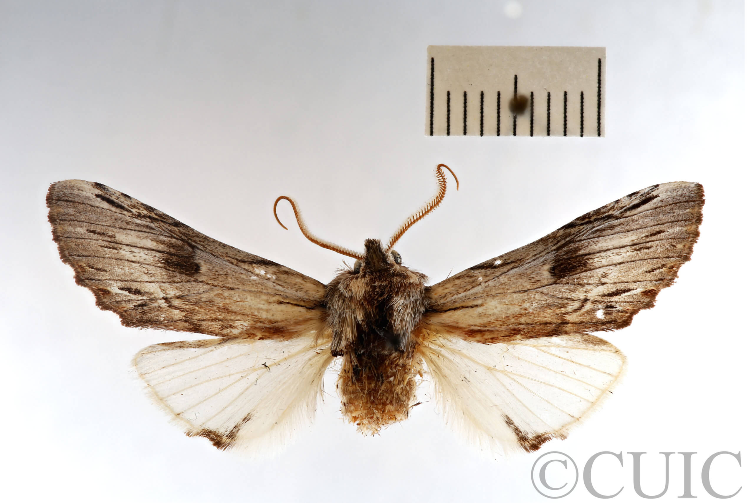 dorsal view of adult Ianassa perangulata