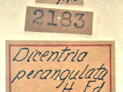 label view of adult Ianassa perangulata