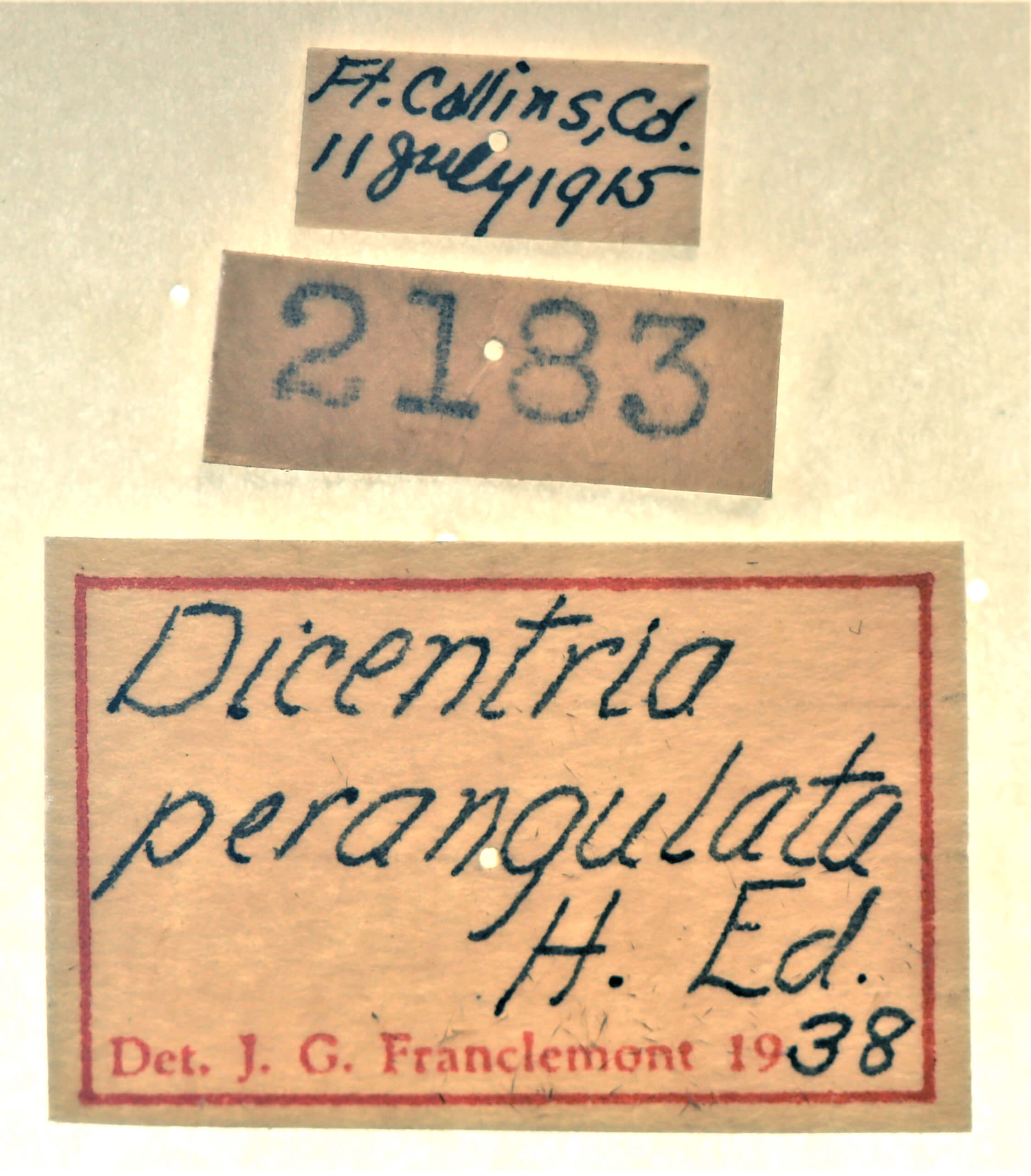 label view of adult Ianassa perangulata