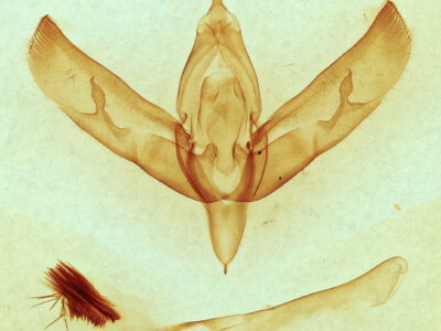 genitalia view of adult Sympistis forbesi