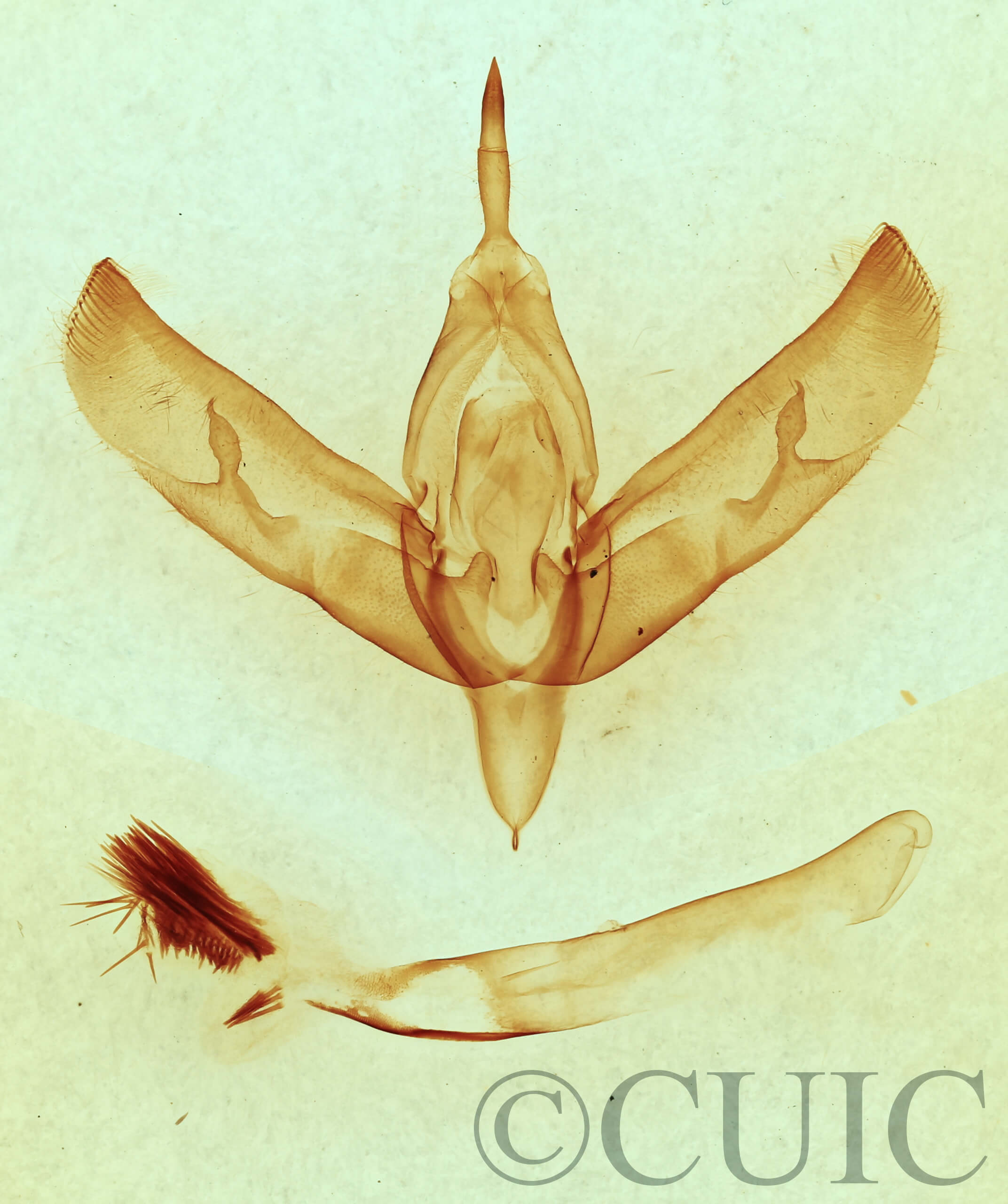 genitalia view of adult Sympistis forbesi