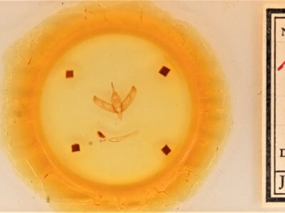 slide view of adult Sympistis forbesi