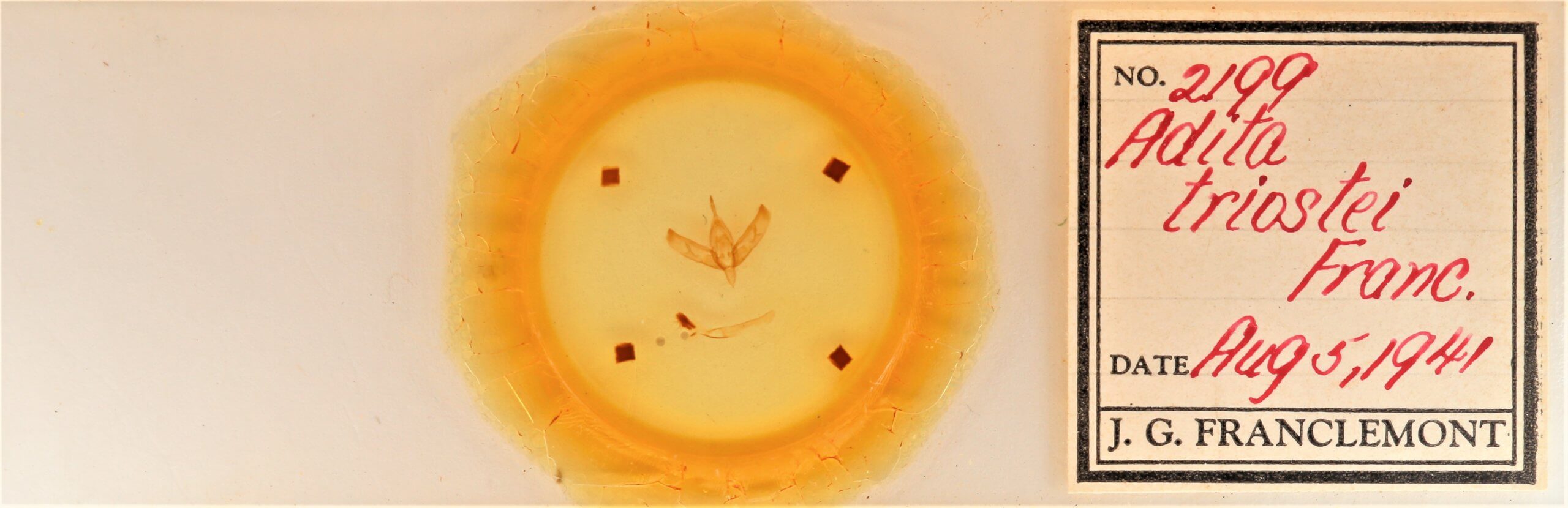 slide view of adult Sympistis forbesi