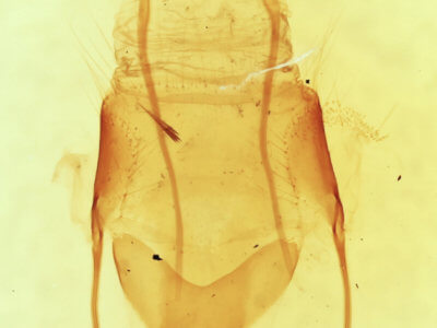 genitalia view of adult Sympistis forbesi
