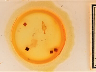 slide view of adult Sympistis forbesi