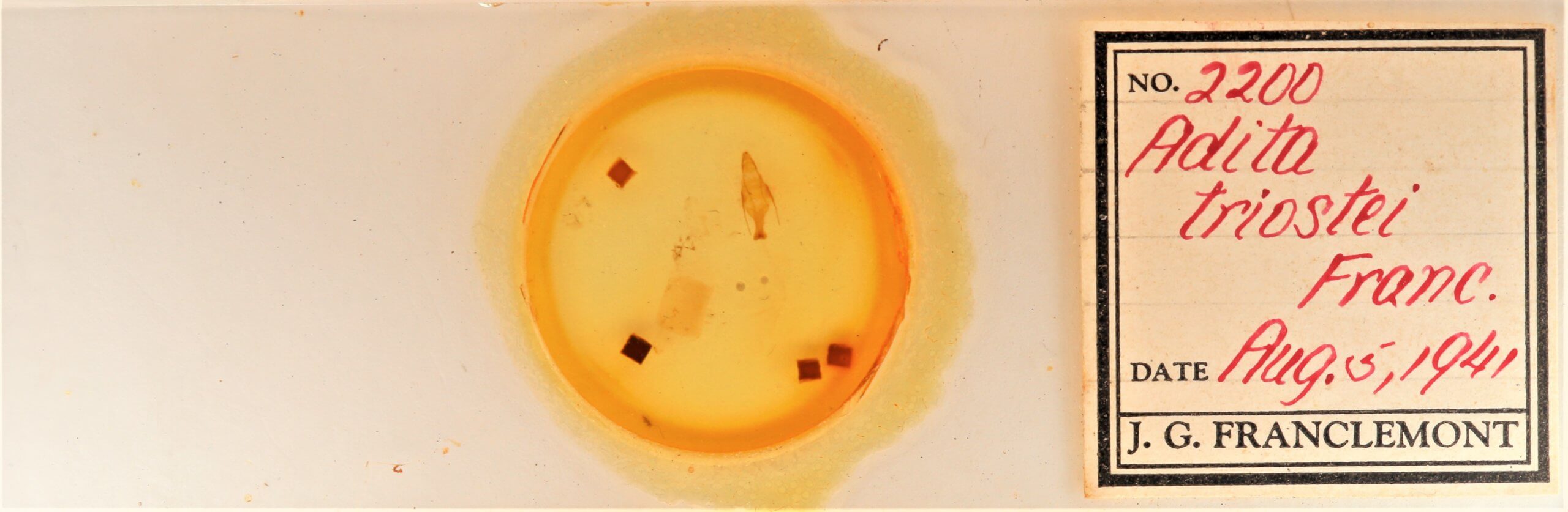 slide view of adult Sympistis forbesi