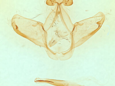 genitalia view of adult Heterocampa amanda
