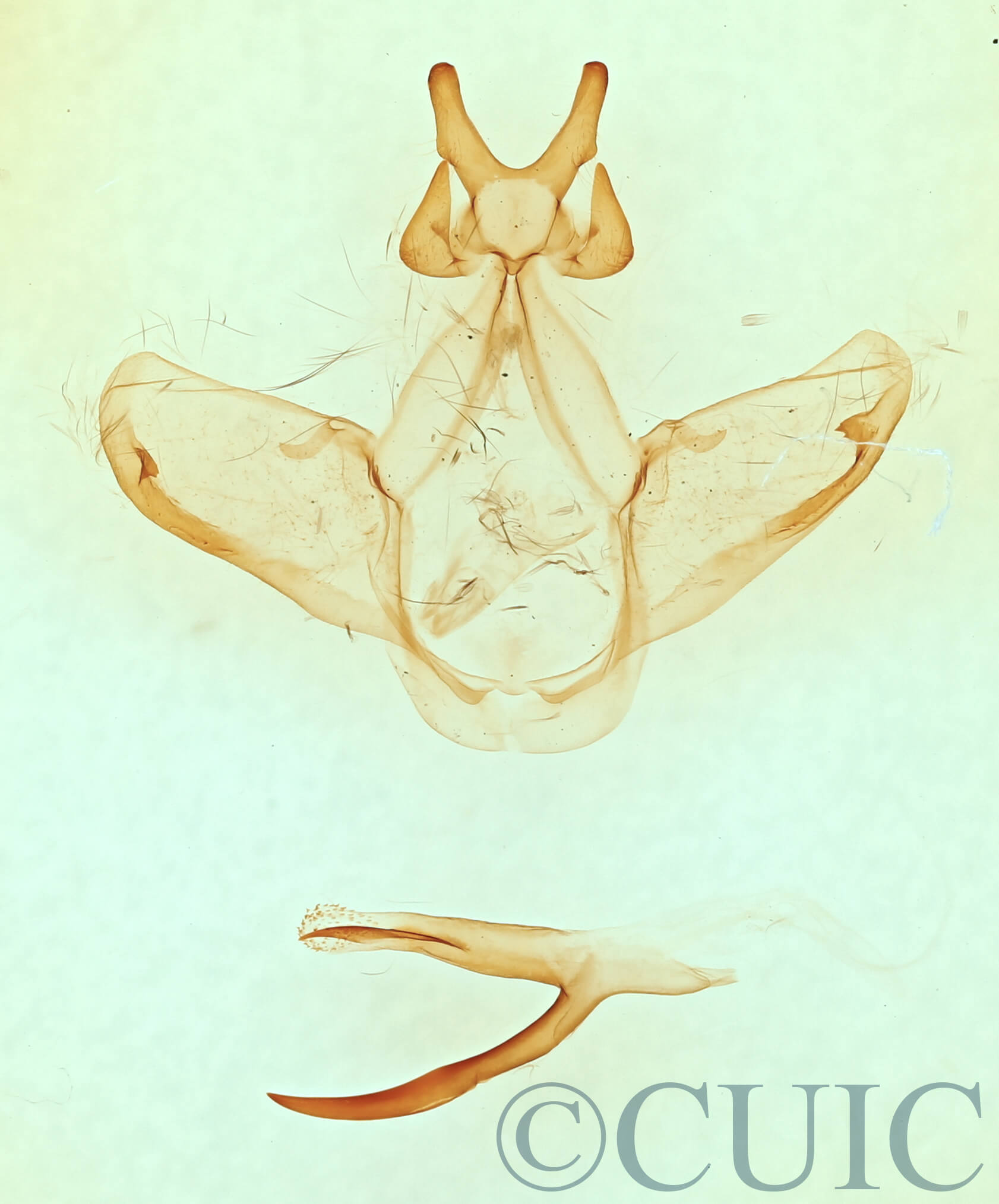 genitalia view of adult Heterocampa amanda