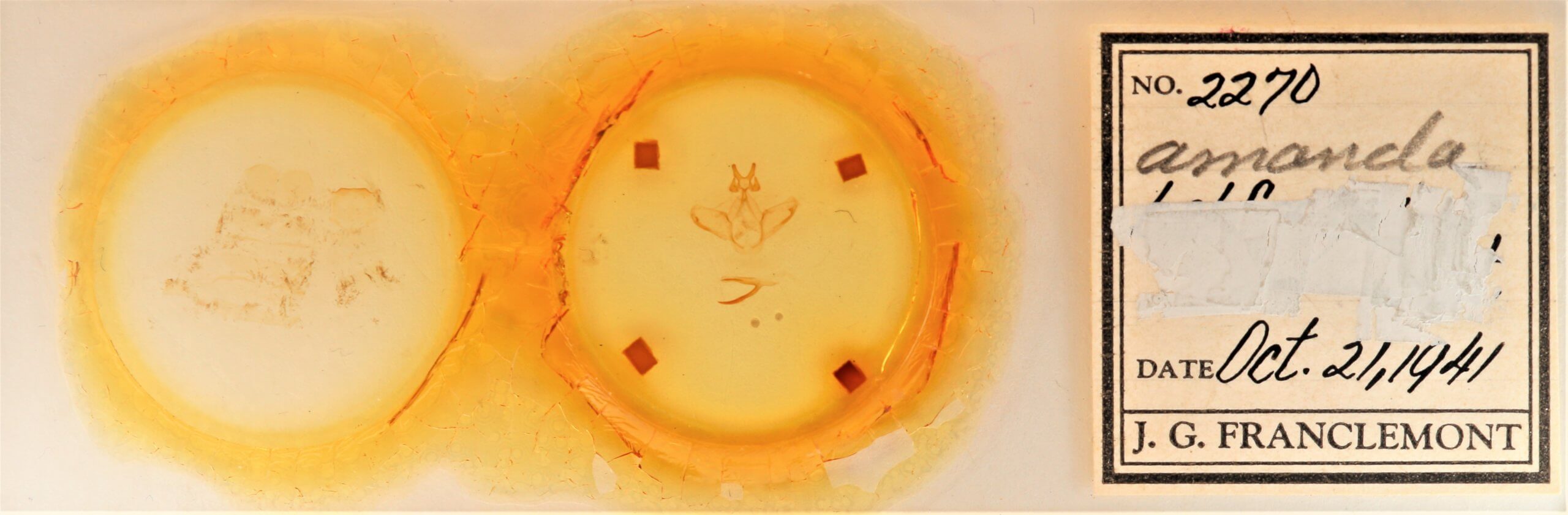 slide view of adult Heterocampa amanda