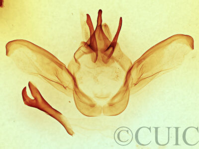 genitalia view of adult Heterocampa secessionis