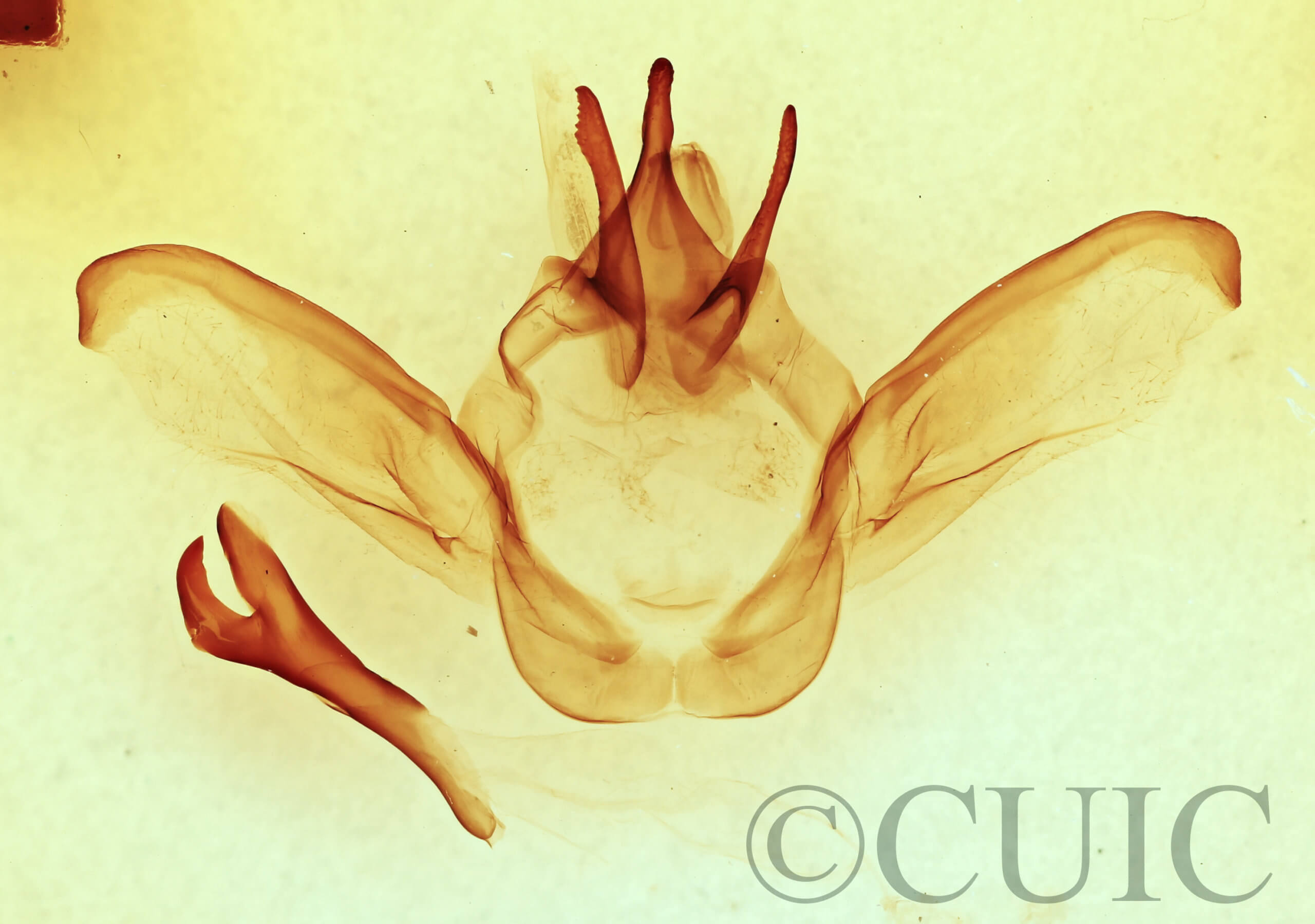 genitalia view of adult Heterocampa secessionis