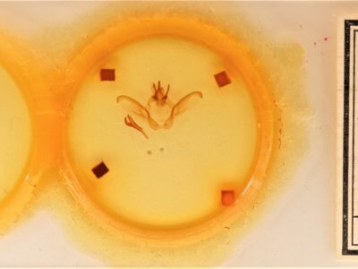 slide view of adult Heterocampa secessionis