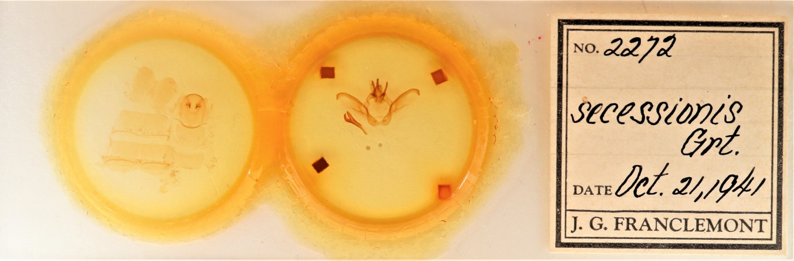 slide view of adult Heterocampa secessionis
