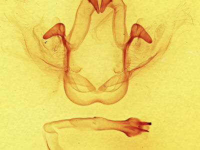 genitalia view of adult Cecrita incongrua
