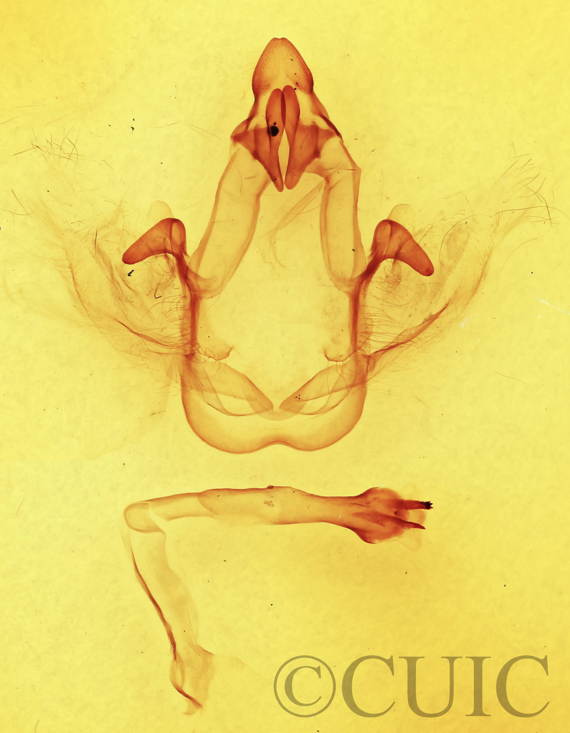 genitalia view of adult Cecrita incongrua