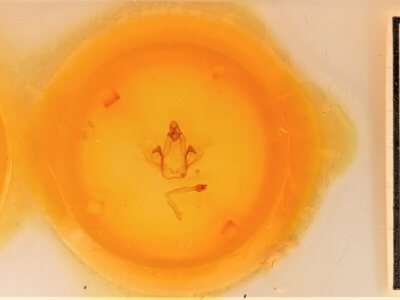 slide view of adult Cecrita incongrua