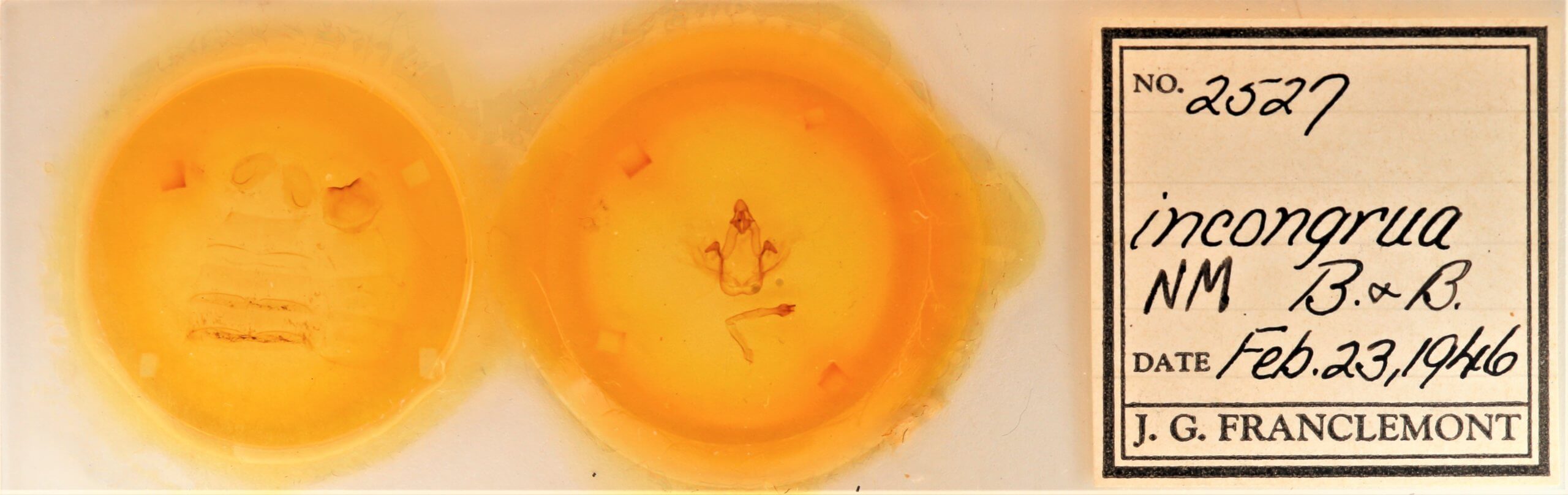 slide view of adult Cecrita incongrua