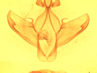 genitalia view of adult Heterocampa amanda