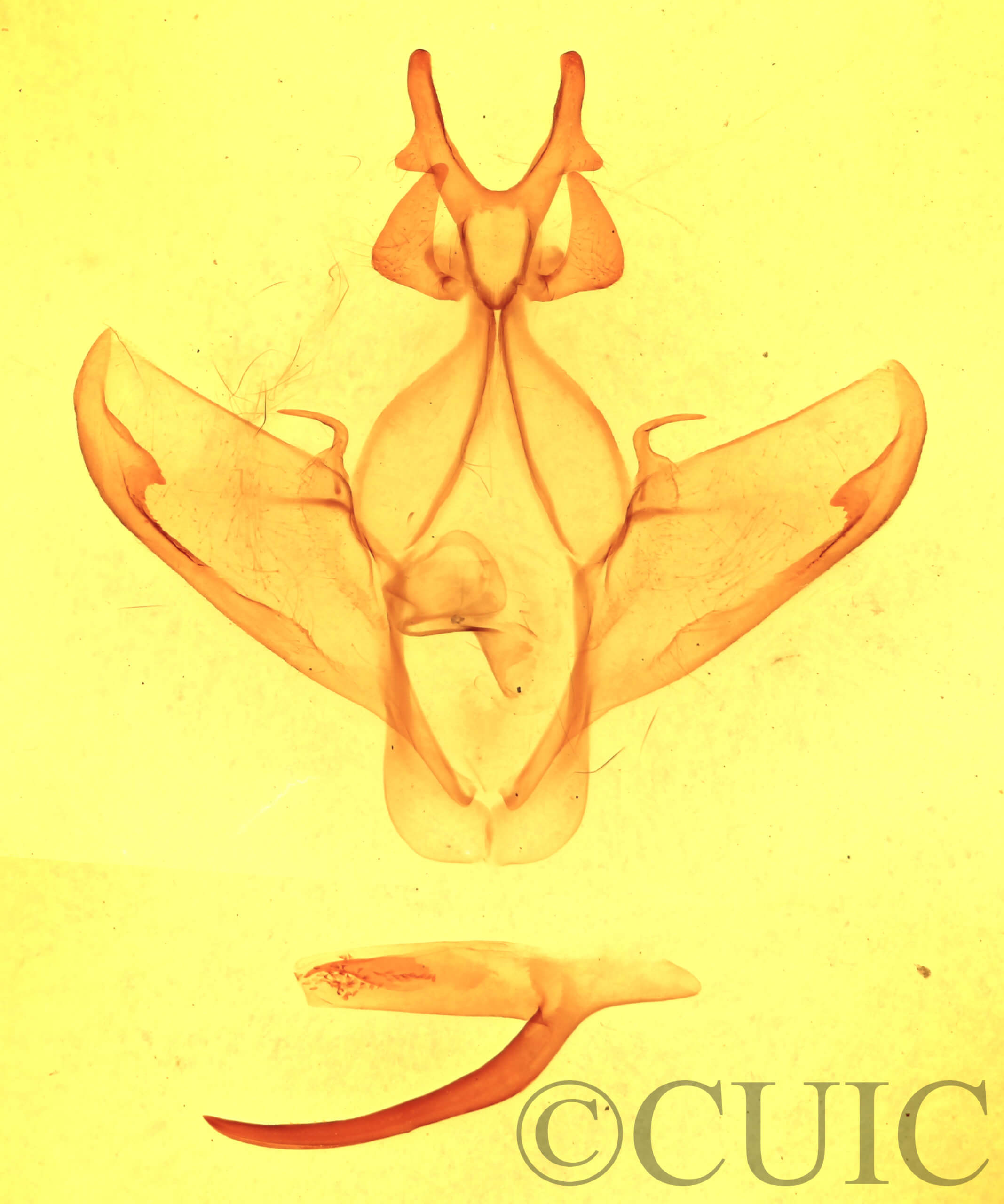 genitalia view of adult Heterocampa amanda