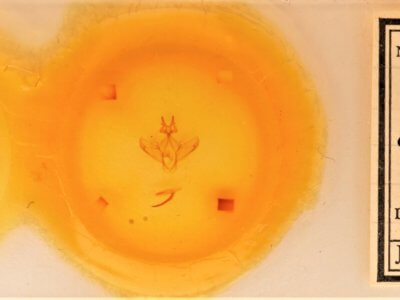 slide view of adult Heterocampa amanda