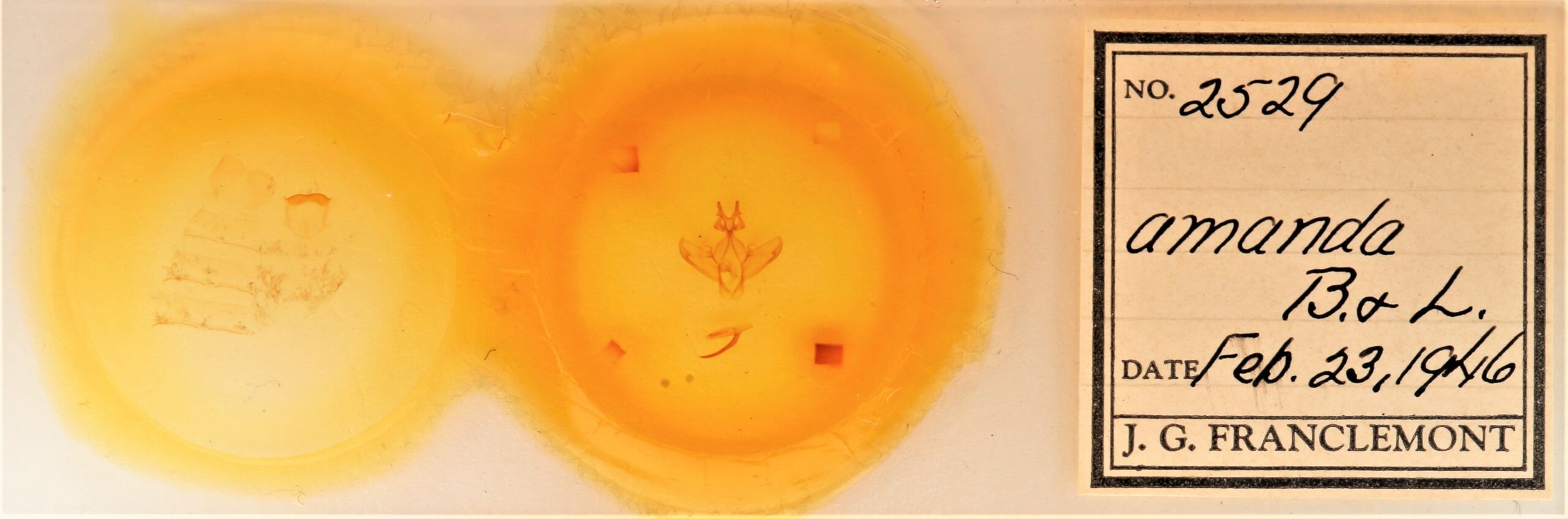 slide view of adult Heterocampa amanda