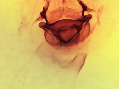 genitalia view of adult Symmerista leucitys