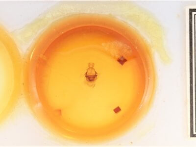 slide view of adult Symmerista leucitys