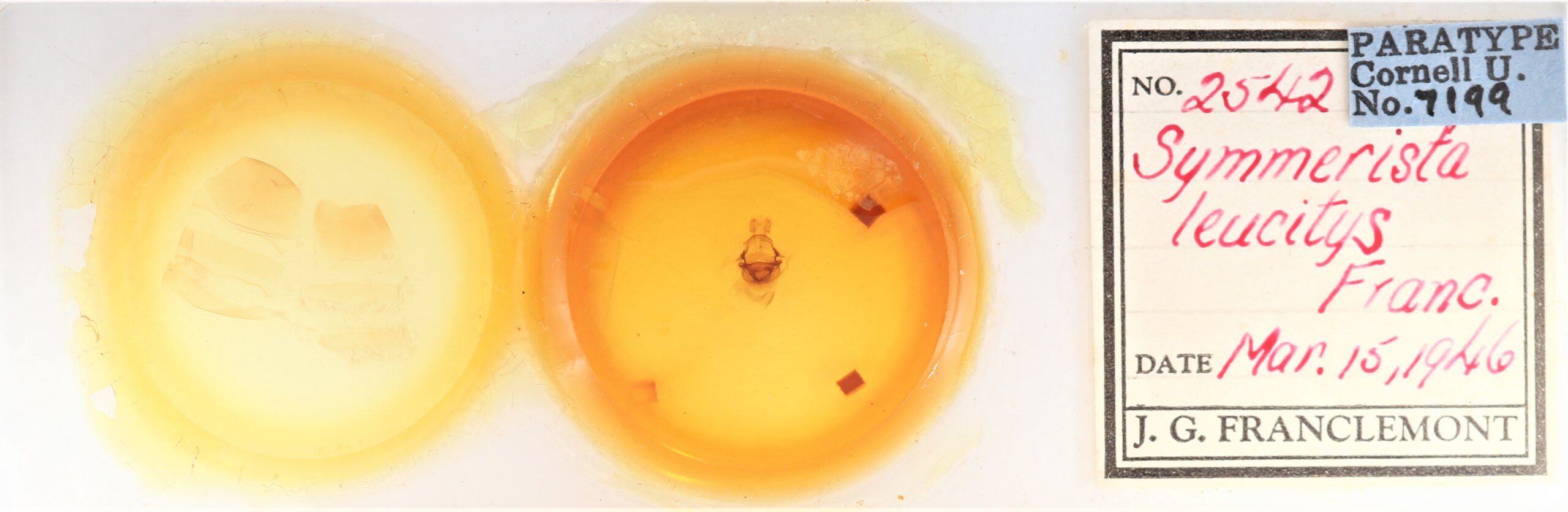 slide view of adult Symmerista leucitys