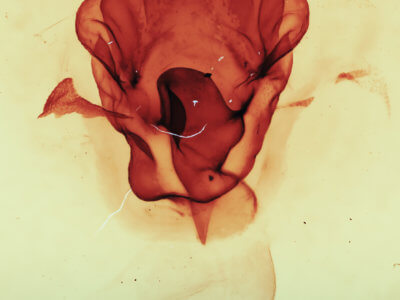 genitalia view of adult Symmerista canicosta