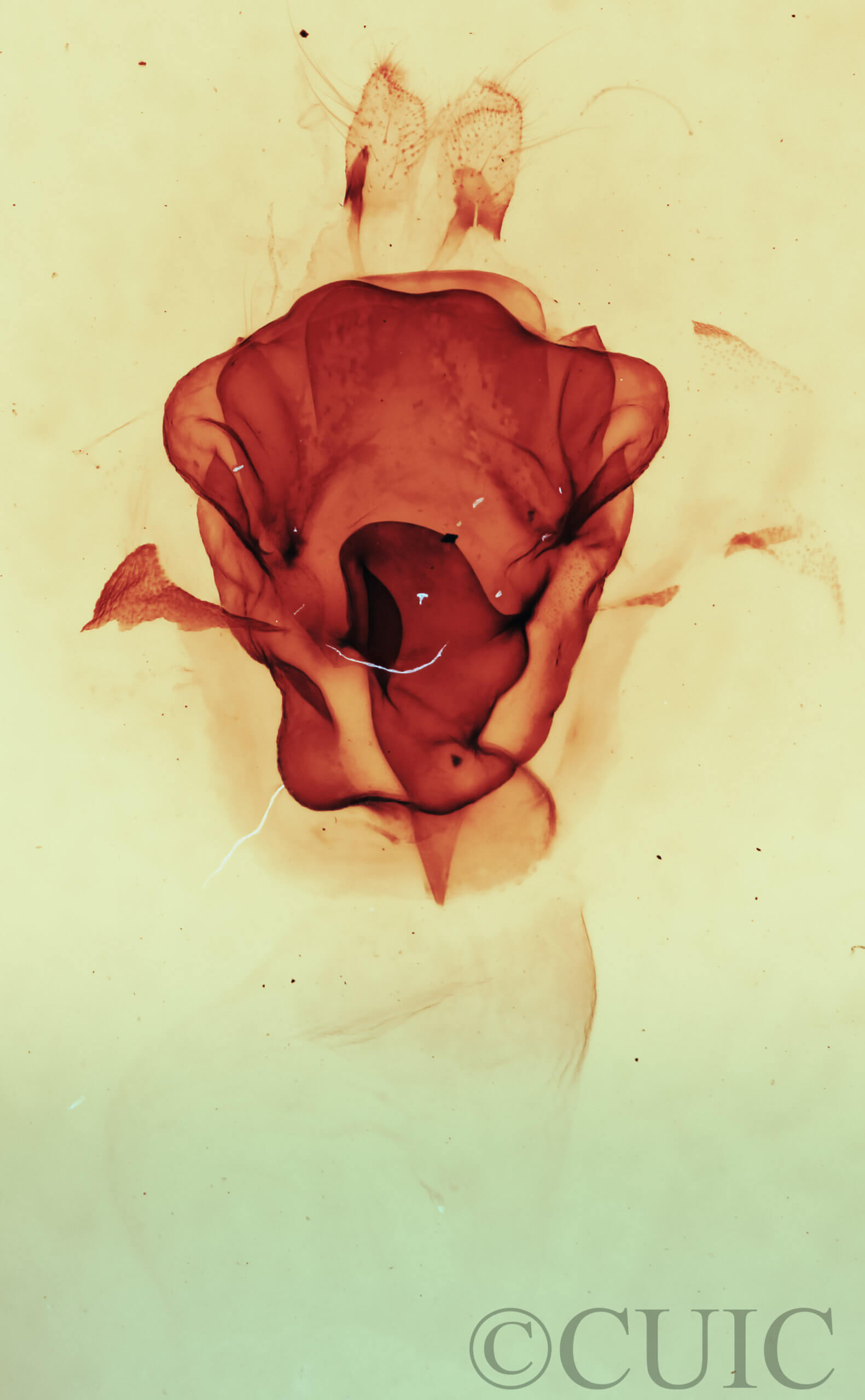 genitalia view of adult Symmerista canicosta