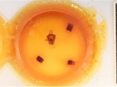 slide view of adult Symmerista canicosta