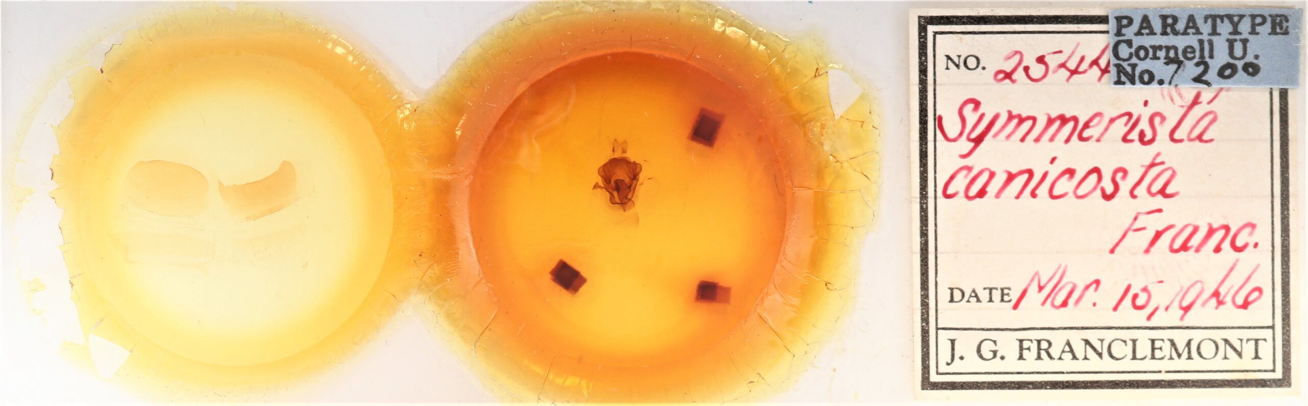 slide view of adult Symmerista canicosta