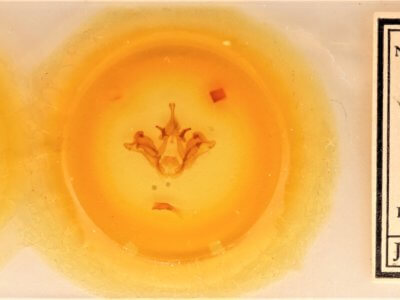 slide view of adult Datana ranaeceps