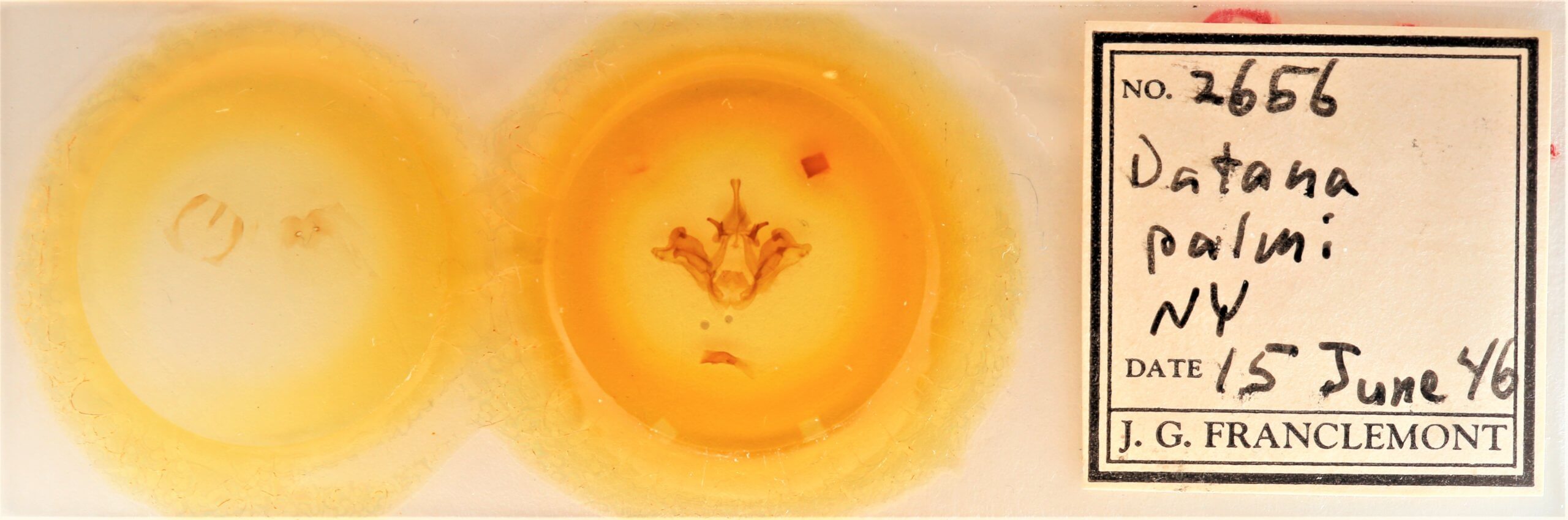 slide view of adult Datana ranaeceps