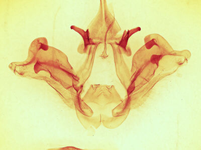 genitalia view of adult Datana ranaeceps