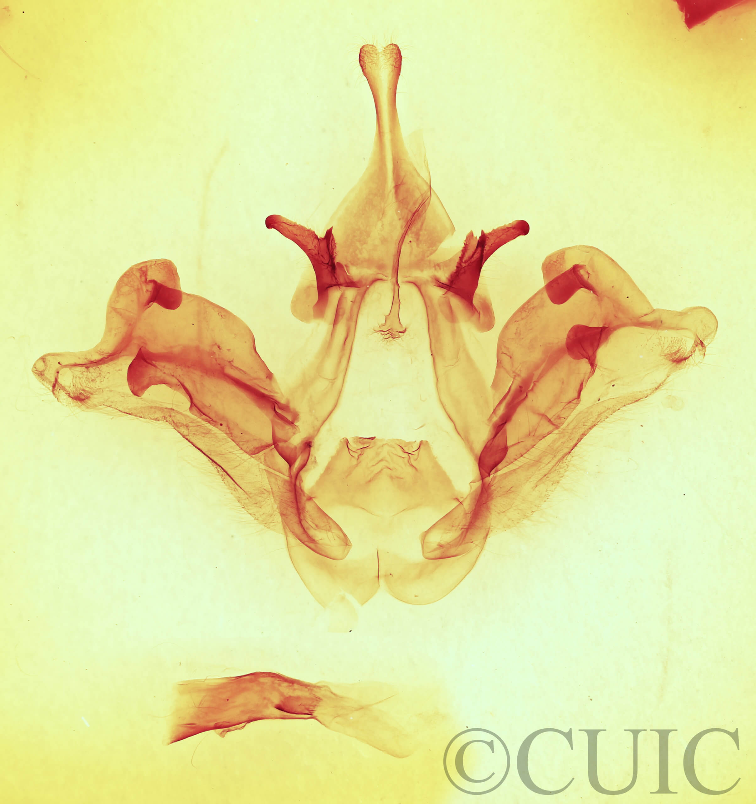 genitalia view of adult Datana ranaeceps