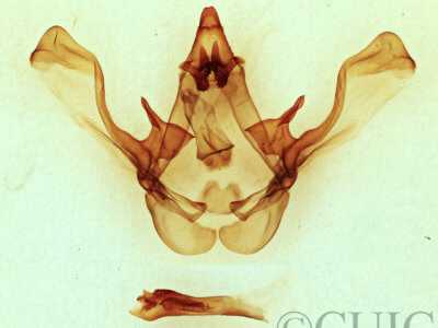 genitalia view of adult Cecrita cubana