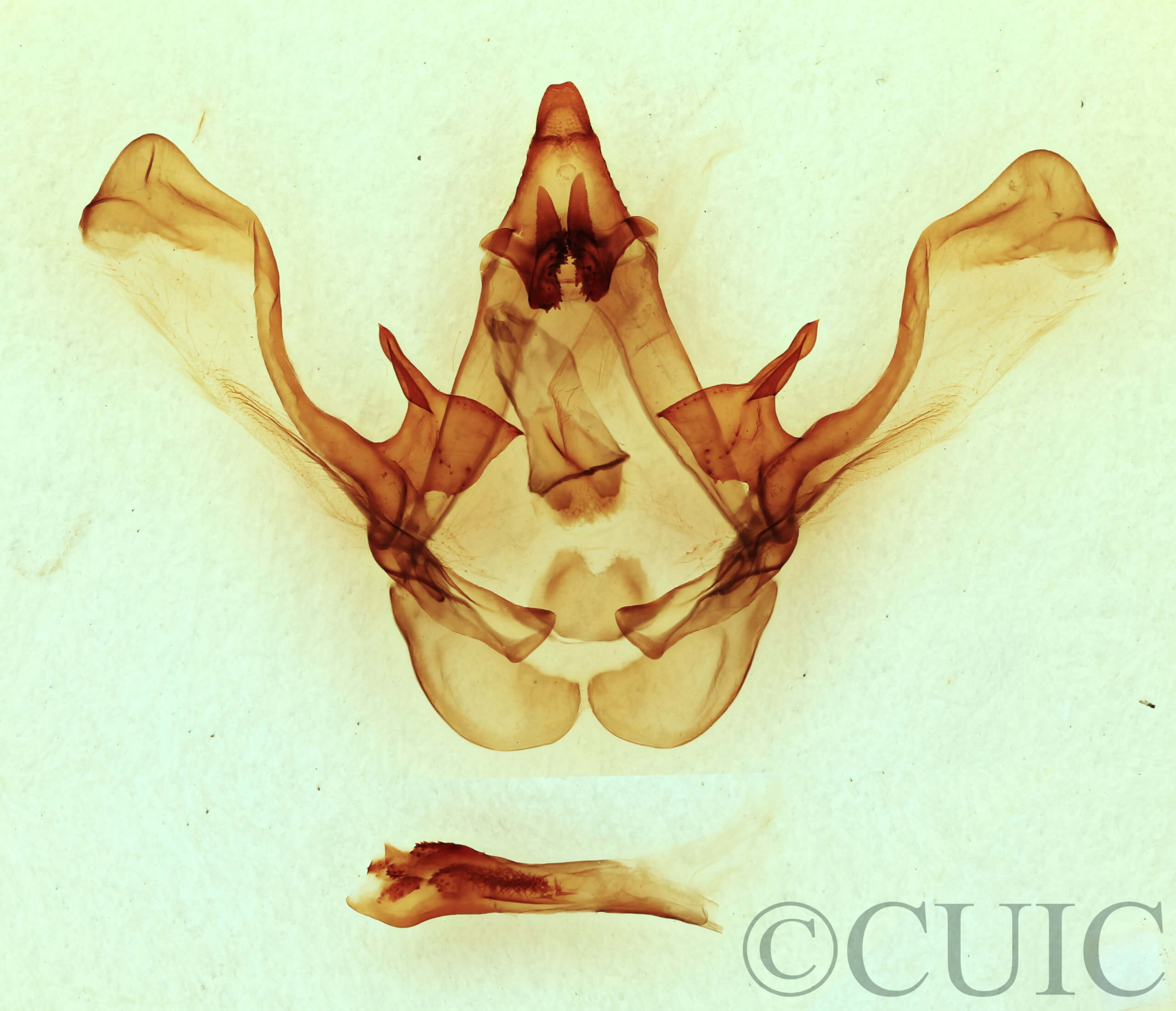 genitalia view of adult Cecrita cubana