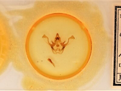 slide view of adult Cecrita cubana