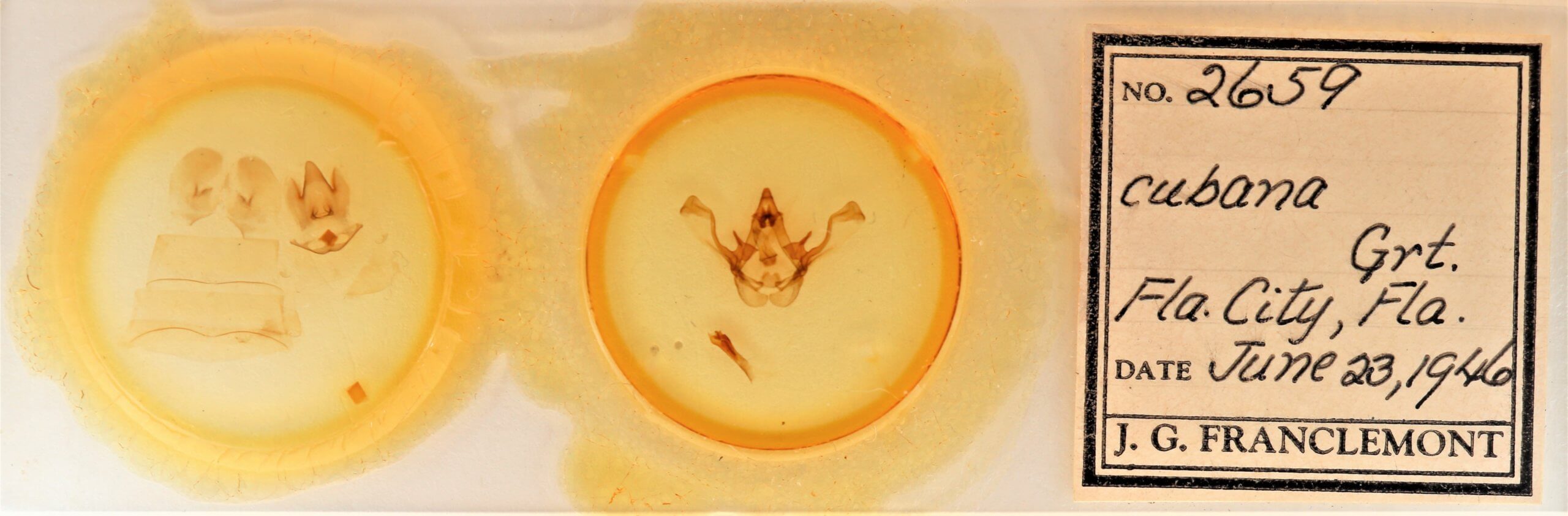 slide view of adult Cecrita cubana