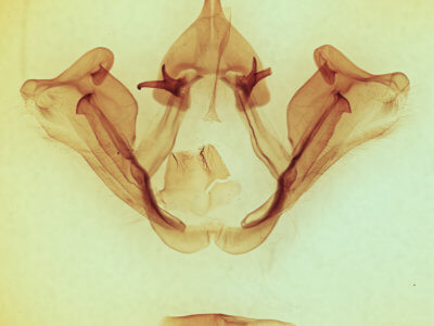 genitalia view of adult Datana ranaeceps