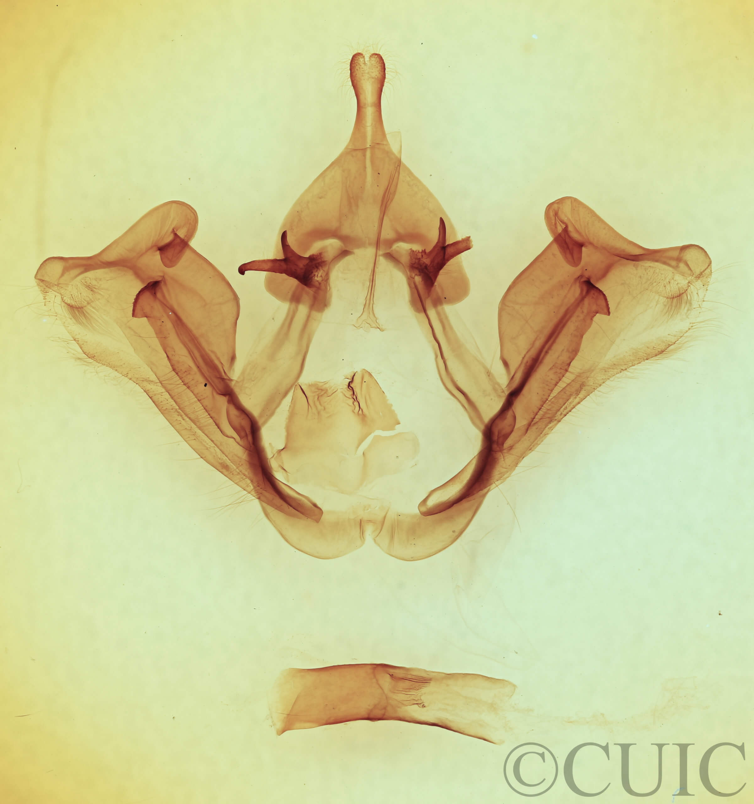 genitalia view of adult Datana ranaeceps