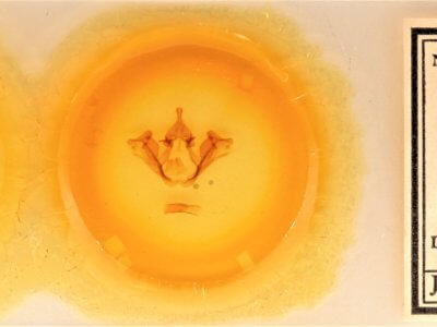 slide view of adult Datana ranaeceps