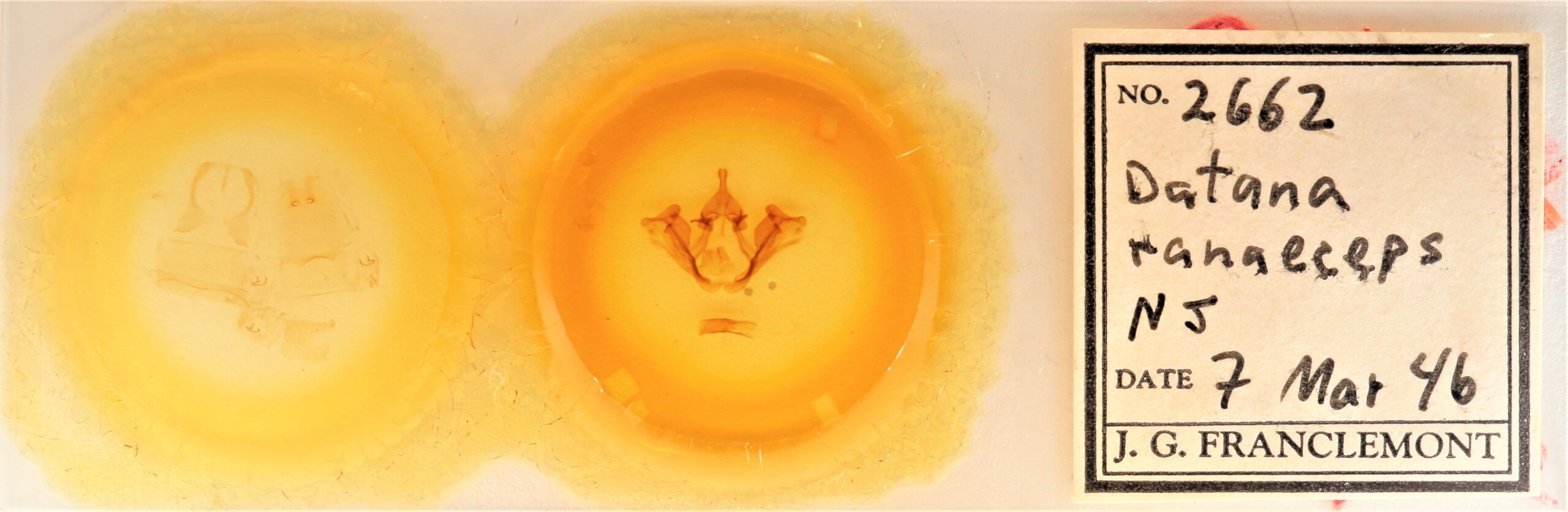 slide view of adult Datana ranaeceps