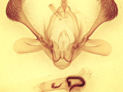 genitalia view of adult Mythimna idisana